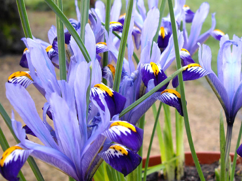 Iris reticulata 'Gordon' photo